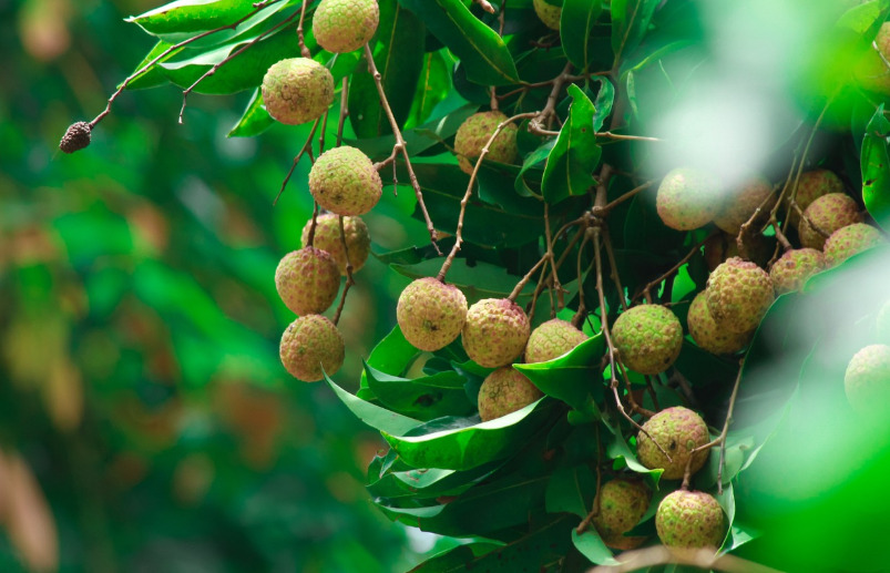 <p>A China continua sendo o maior produtor mundial de lichia. Regiões como Guangdong e Fujian concentram plantações extensas. A fruta é consumida fresca, mas também processada em doces e bebidas. Dessa maneira, mantém-se como parte vital da economia agrícola local.</p>
<div></div>
