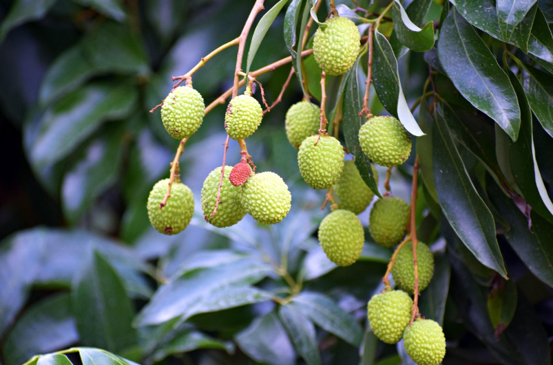 <p>No Brasil, a lichia encontrou espaço principalmente em São Paulo e Minas Gerais. O clima favorável permitiu sua adaptação e expansão. A fruta é muito valorizada em feiras e supermercados, tornando-se uma opção diferenciada na fruticultura nacional.</p>
