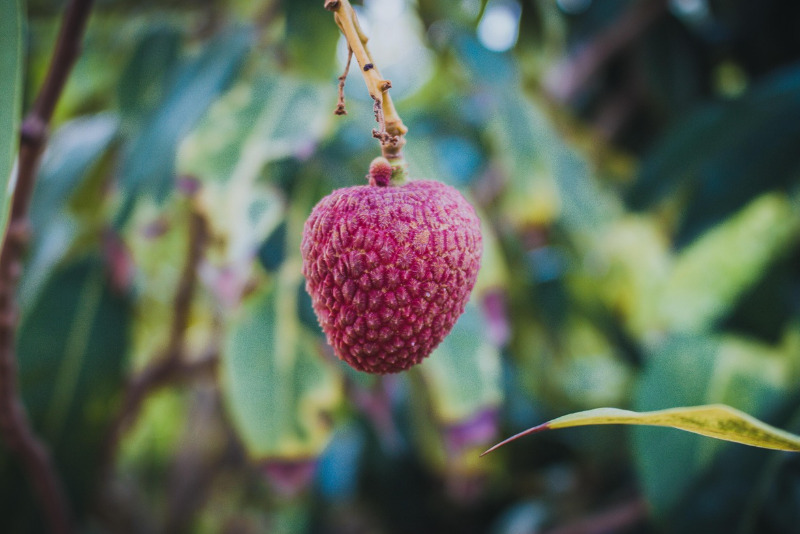 <p>A lichia é rica em vitamina C, fibras e antioxidantes. Além disso, contém minerais como potássio e magnésio. Esses nutrientes fortalecem o sistema imunológico humano e regulam funções vitais.</p>

