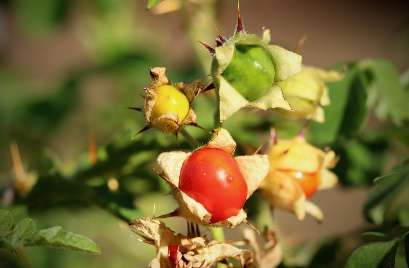 <p>Considerada fruta premium, com preÃ§o elevado em muitos paÃ­ses, a lichia Ã© comercializada principalmente em Ã©pocas festivas. A demanda cresce em mercados gourmet e restaurantes, consolidando a fruta como sÃ­mbolo de sofisticaÃ§Ã£o alimentar.</p>

