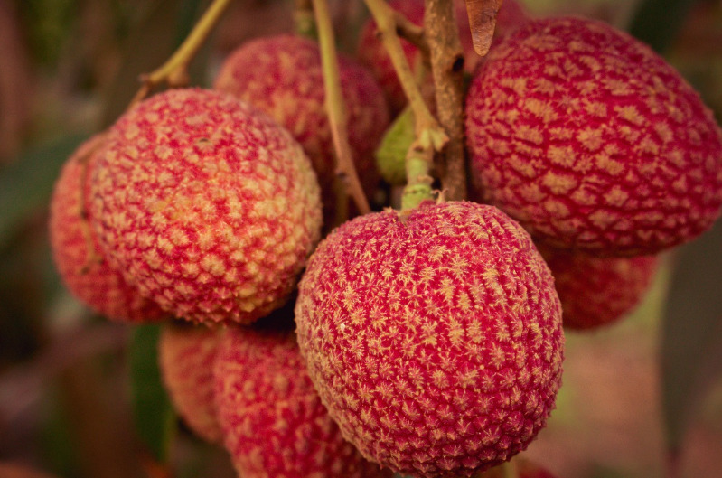 <p>A lichia é amplamente consumida na Ásia, especialmente na China e na Índia. No Ocidente, ganhou espaço em países como Estados Unidos e Brasil. Sua presença é marcante em eventos e celebrações, conectando culturas por meio do sabor.</p>
