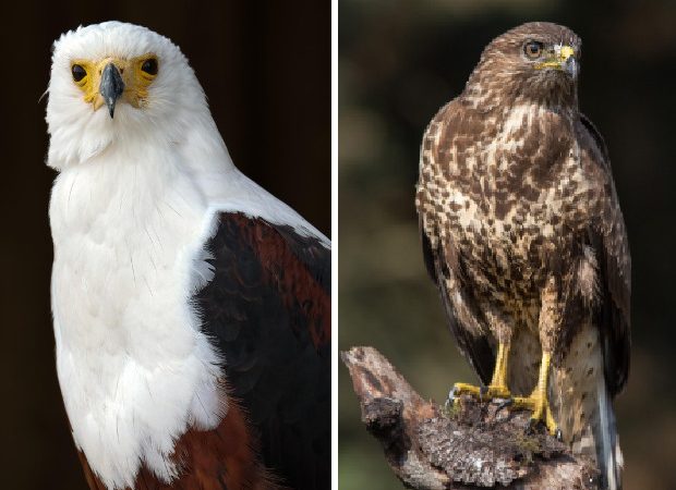 Predadores do céu: semelhanças e diferenças entre águias e gaviões