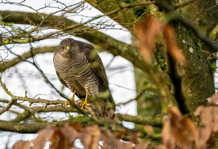 <p>Águias são símbolos de poder em diversas culturas, como nos Estados Unidos e no Império Romano. Gaviões também aparecem em mitologias, mas geralmente associados à astúcia e à agilidade.</p>
