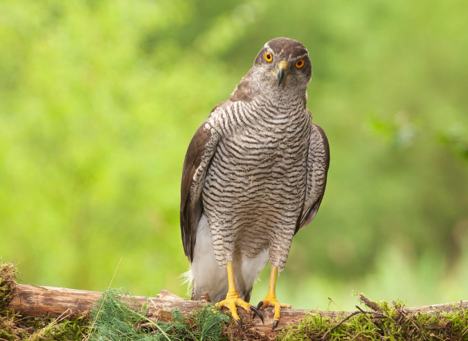 <p>Muitas espécies de águias e gaviões estão ameaçadas pelo desmatamento e pela caça. A harpia, por exemplo, enfrenta risco de extinção em várias regiões da América Latina.</p>
