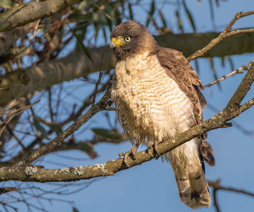<p>Águias caçam presas maiores, como cervos jovens ou macacos, dependendo da espécie. Gaviões (foto), em contraste, focam em presas menores, como aves e pequenos mamíferos, demonstrando nichos distintos.</p>
