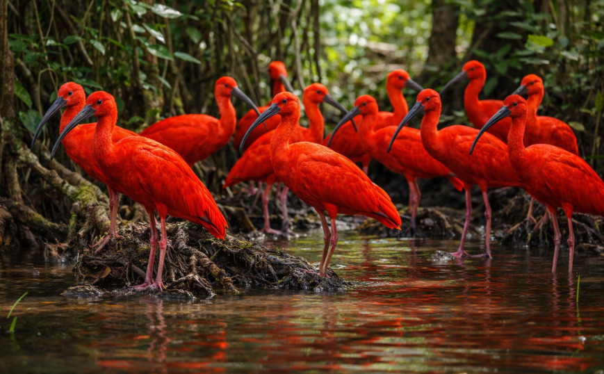 <p>A espécie se alimenta principalmente de caranguejos, camarões e outros invertebrados. Seu bico curvado facilita a captura desses animais na lama dos manguezais.</p>
