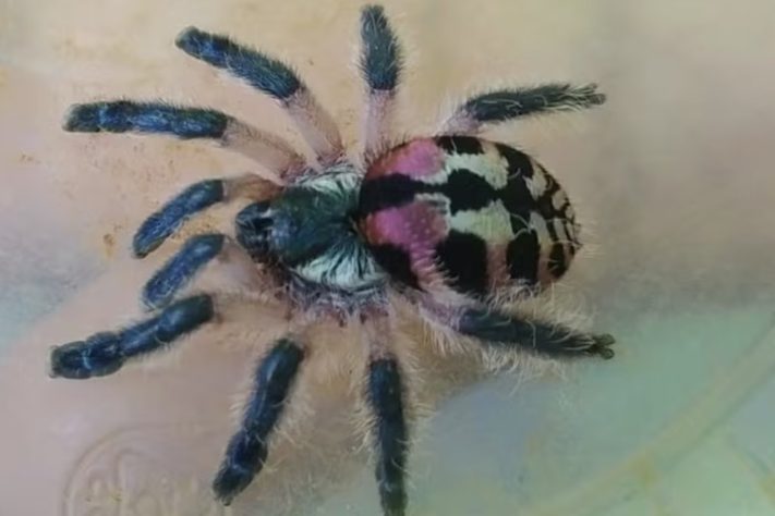 Caranguejeira-Joia-Brasileira (Typhochlaena seladonia) — iNaturalist/raynara5