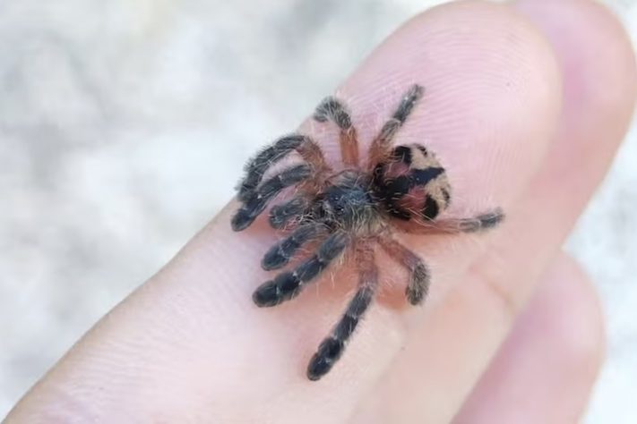 Caranguejeira brasileira Typhochlaena curumim - iNaturalist/anabio_93 