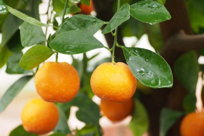 Tangerina ponkan (Citrus reticulata) - Wikimedia Commons/Agnieszka Kwiecień, Nova