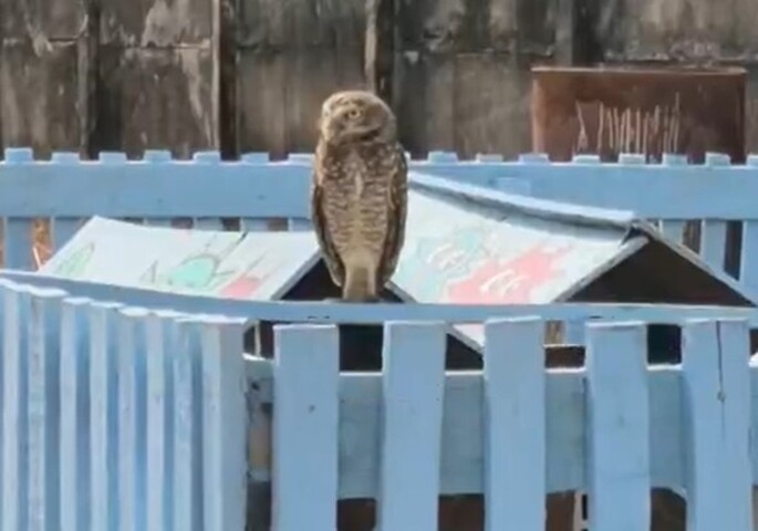 Segundo o g1, trabalhadores encontraram um ninho com filhotes no local onde seria colocado entulho. A aposentada Maria José Lima, moradora antiga da região, pediu cuidado com as aves. 