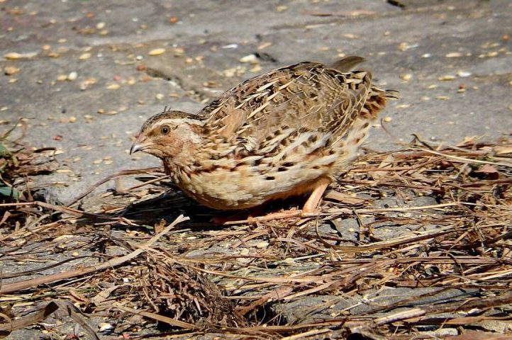 <p>Entre as aves, embora elas sejam conhecidas pela longevidade, há algumas exceções. Um exemplo é a Codorna-japonesa, que tem um ciclo de vida de entre 1,5 e 3 anos na natureza.</p>
