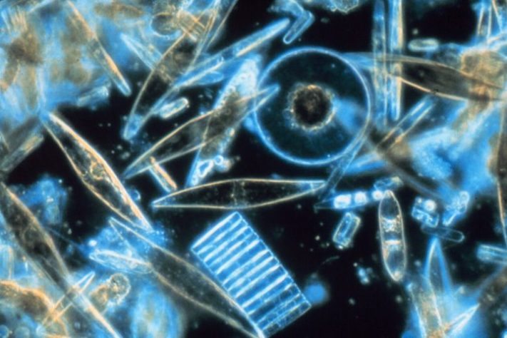 Plâncton - Domínio Público