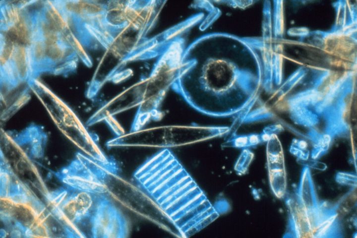 <p>O fitoplâncton é composto por organismos autotróficos, como algas microscópicas e cianobactérias, que realizam fotossíntese. Assim como as plantas terrestres, eles utilizam a luz do sol, o dióxido de carbono e nutrientes presentes na água para produzir energia.</p>
