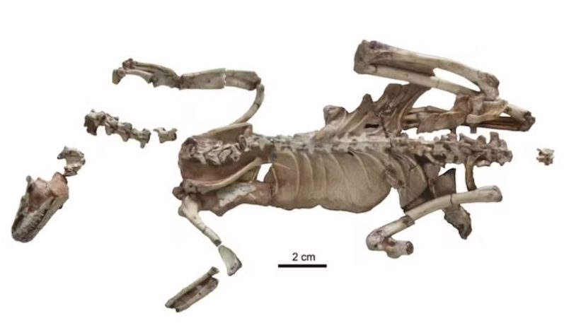 Dinossauro com menos de 1 kg achado na Argentina muda o que se sabe sobre a era dos gigantes – Divulgação/Peter Makovicky, University of Minnesota