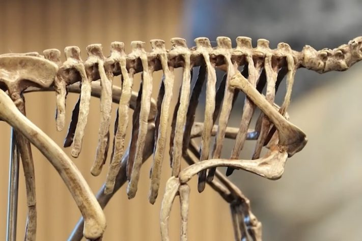 Dinossauro com menos de 1 kg achado na Argentina muda o que se sabe sobre a era dos gigantes – Reprodução/ABS-CBN News