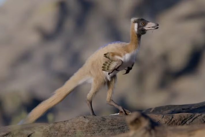 Dinossauro com menos de 1 kg achado na Argentina muda o que se sabe sobre a era dos gigantes – Reprodução/Gabriel Díaz Yantén, Universidad Nacional de Río Negro