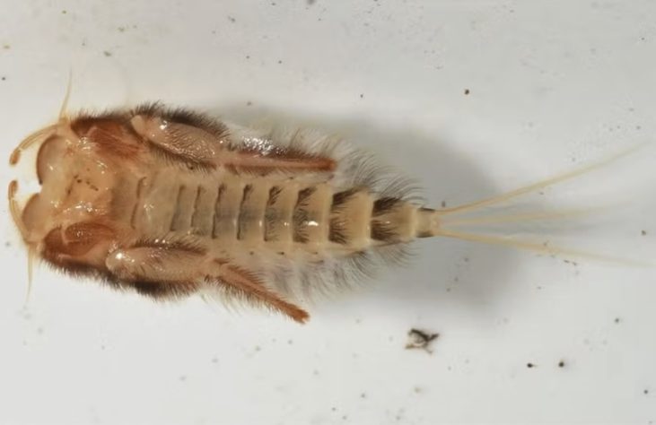 Efêmera-americana (Dolania americana) – joseph92/iNaturalist