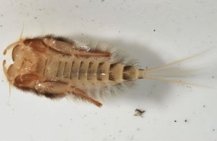 <p>O recorde de curta duração pertence à efêmera-americana: após passar dois anos maturando na água, a fêmea adulta vive menos de 5 minutos!</p>
