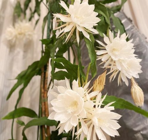 Planta/flor rainha-da-noite (Epiphyllum oxypetalum) | Wikimedia Commons/Gon ksg