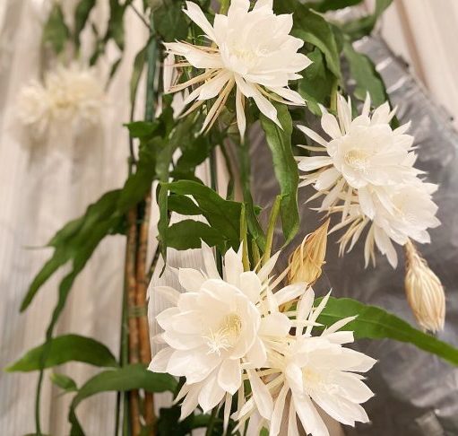 Este evento ocorre apenas uma vez ao ano, geralmente entre o fim da primavera e o início do verão, exalando uma fragrância intensa e adocicada para atrair polinizadores específicos, como mariposas e morcegos.