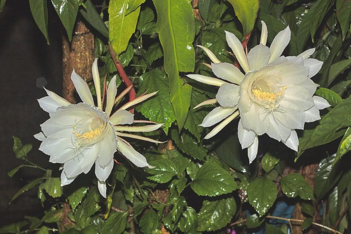 Planta/flor rainha-da-noite (Epiphyllum oxypetalum) - Wikimedia Commons/Ajeeshkumar4u