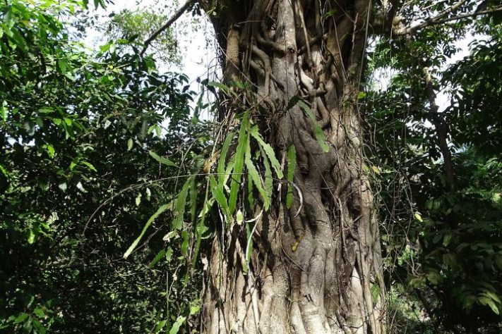 Planta/flor rainha-da-noite (Epiphyllum oxypetalum) - iNaturalist/Alexis López Hernández