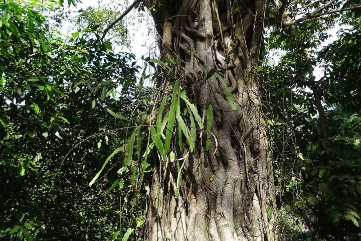 Na natureza, ela cresce apoiada em troncos de árvores, utilizando suas raízes para absorver umidade do ar e nutrientes de matéria orgânica decomposta, embora não seja uma espécie parasita.