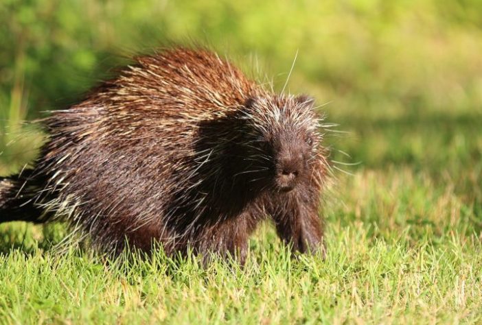 Porco-espinho (animal) - iNaturalist/Steven Lamonde