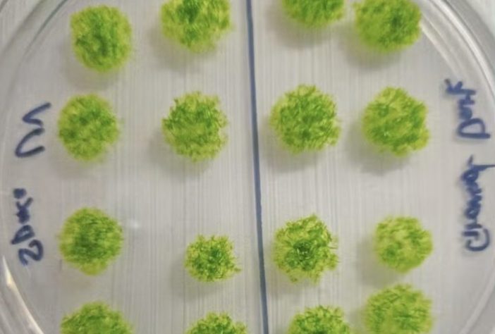 Esporos de musgo germinados após exposição ao espaço — Divulgação/Chang-hyun Maeng e Maika Kobayash