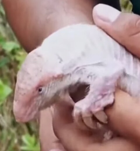 <p>Sua carapaça rosada, combinada com pelos claros, explica o apelido curioso. De acordo com informações do governo de Mendoza, o pequeno mamífero vive quase sempre sob a terra, escavando túneis em solos arenosos e saindo principalmente à noite para se alimentar de insetos.</p>
