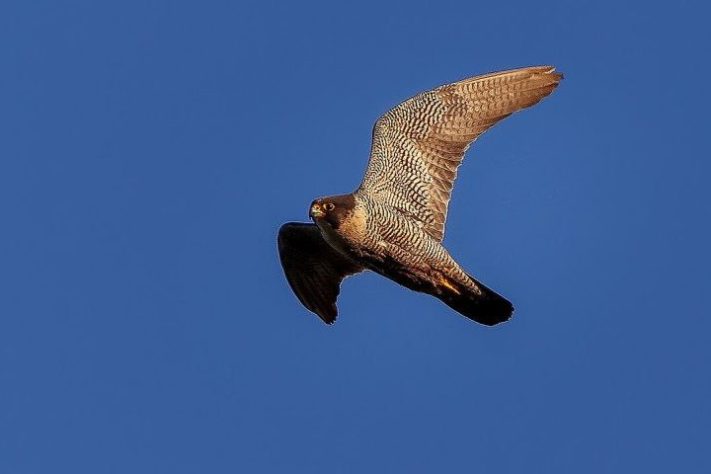 Falcão-peregrino, aves de rapina - Vladimir Kharuk/iNaturalist