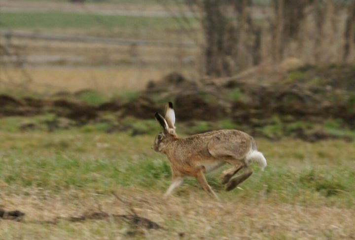 Quando ameaçado, um coelho corre para se esconder em sua toca subterrânea. Uma lebre, por outro lado, confia na sua velocidade e resistência, fugindo em campo aberto e alcançando até 70 km/h em ziguezague para despistar predadores.</p>