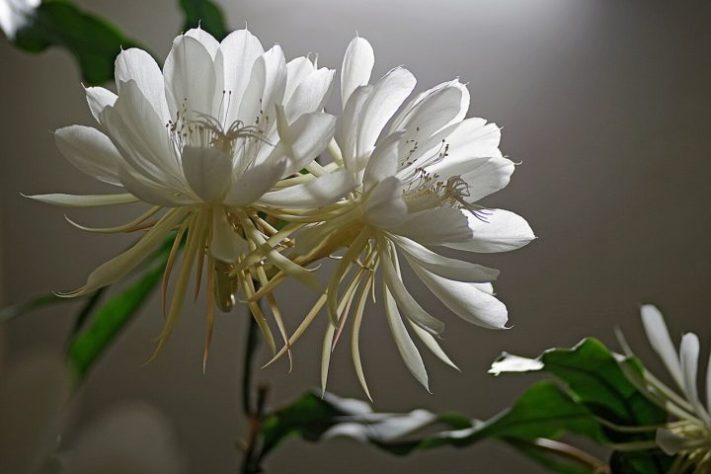 Planta/flor rainha-da-noite (Epiphyllum oxypetalum) | Flickr - Adriano Makoto Suzuki