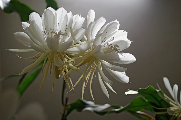 A característica mais marcante da planta é sua flor grande, branca e perfumada, que pode atingir até 25 centímetros de diâmetro e desabrocham exclusivamente durante algumas horas do período noturno.