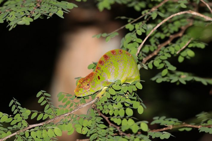 Camaleão-de-Labord (Furcifer labordi) - Lennart Hudel/iNaturalist