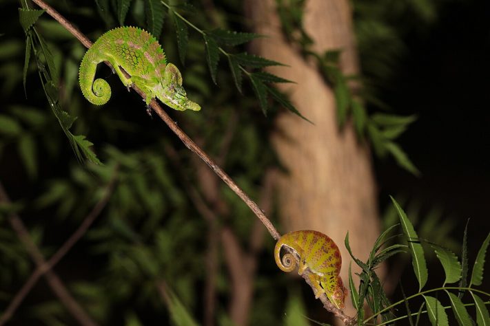 Camaleão-de-Labord (Furcifer labordi) - Lennart Hudel/iNaturalist