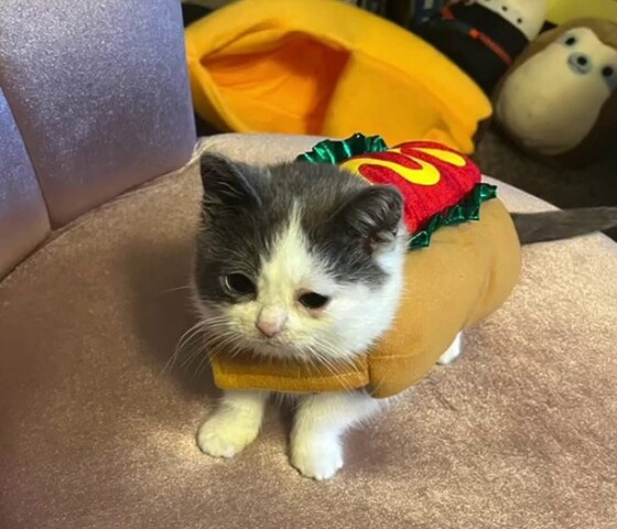 <p>Após o resgate, exames como ultrassom e radiografia indicaram que ele tem nanismo, o que faz com que mantenha tamanho muito reduzido mesmo na fase adulta. Quando foi encontrado, pesava 360 gramas.</p>
