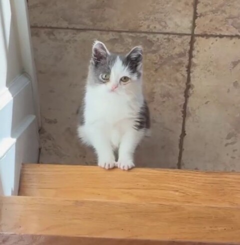 <p>Aos seis meses chegou a 450 gramas e hoje, com cerca de um ano e meio, pesa aproximadamente 900 gramas. O animal também convive com herpes felino, condição que exige cuidados frequentes, embora sua saúde seja considerada estável por veterinários.</p>
