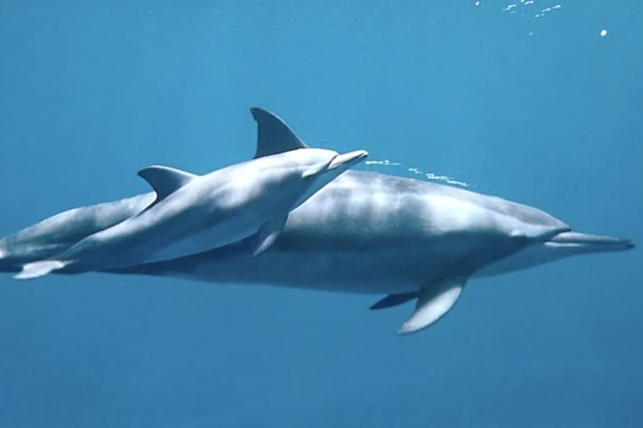 Golfinhos - José Martins/Acervo pessoal