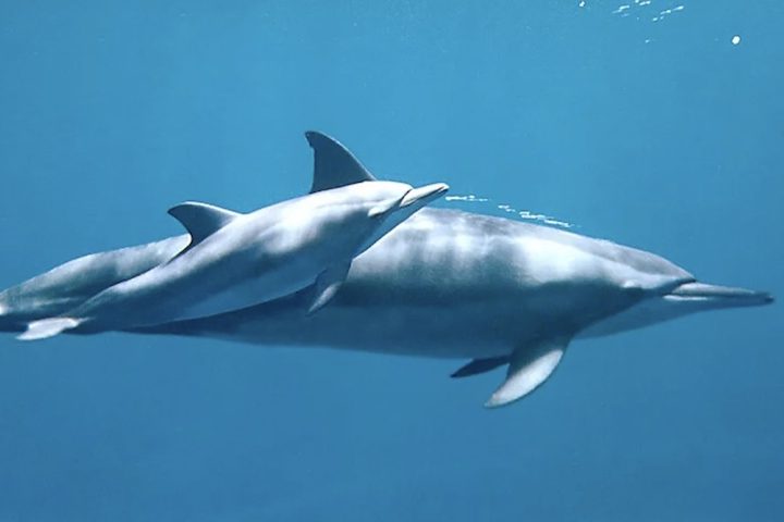 <p>A iniciativa surgiu com o objetivo de compreender o comportamento, a dinâmica populacional e a importância ecológica desses cetáceos, além de garantir sua proteção em um dos principais refúgios da espécie no mundo.</p>
