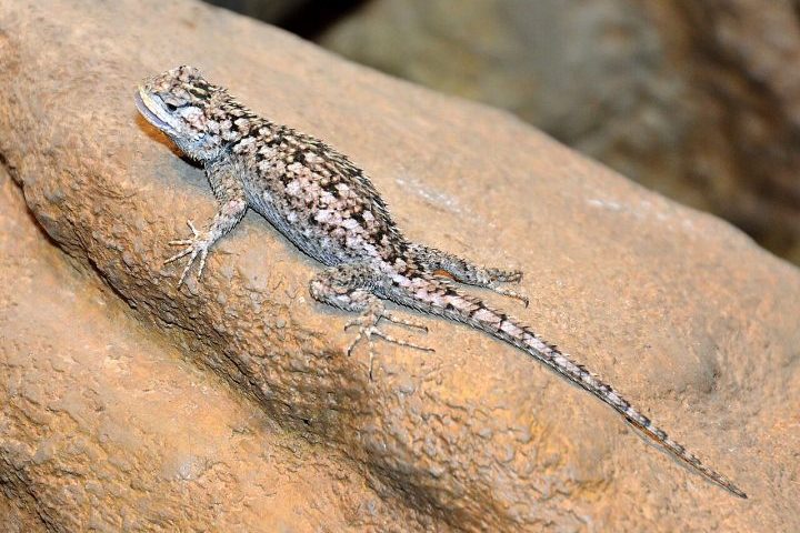 <p>Lagartos escavadores – Algumas espécies , como o lagarto-de-cauda-espinhosa, fazem túneis para procurar alimento, se esconder, fazer abrigo ou buscar locais mais úmidos para colocar seus ovos.</p>
