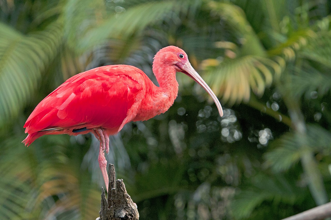 <p>O guará-vermelho pode viver cerca de 15 a 20 anos em condições naturais.<br />
Em ambientes protegidos, como zoológicos, a expectativa de vida pode ser ainda maior, chegando a 25 anos, devido à ausência de predadores e cuidados constantes.</p>
