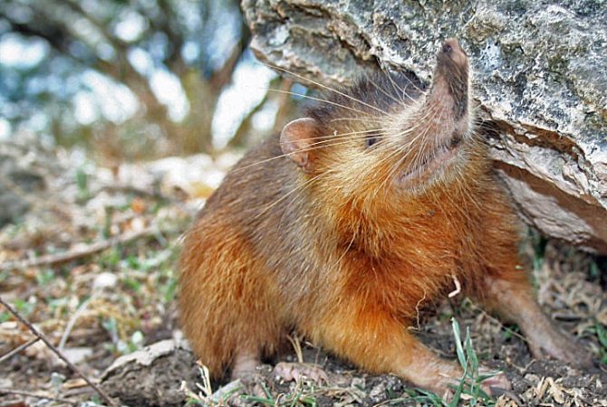 Só existem quatro mamíferos venenosos no planeta: entenda cada um