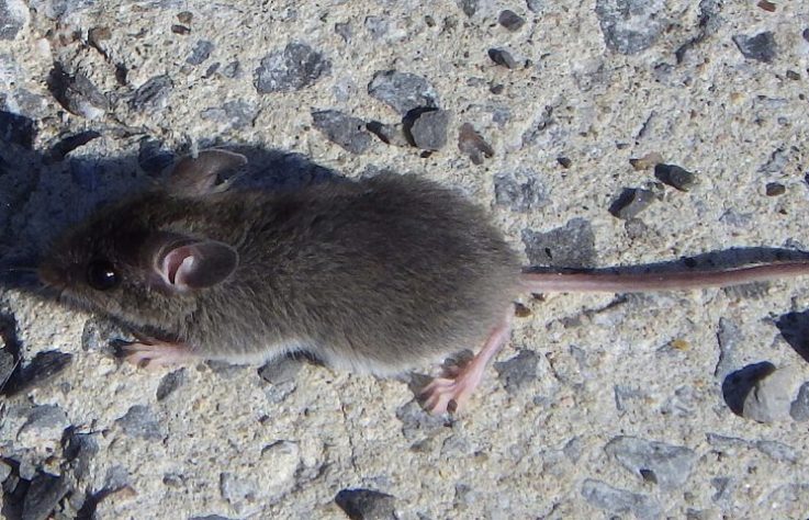 Camundongo (Mus musculus) - Wikimedia Commons/Ahunt