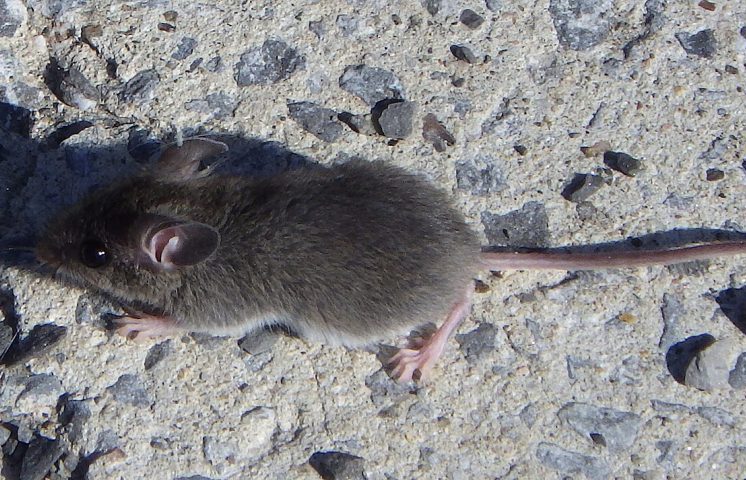 Visualmente, os camundongos têm orelhas grandes em relação à cabeça e um focinho mais pontiagudo, acompanhado por uma cauda longa e fina coberta por pelos raleados.