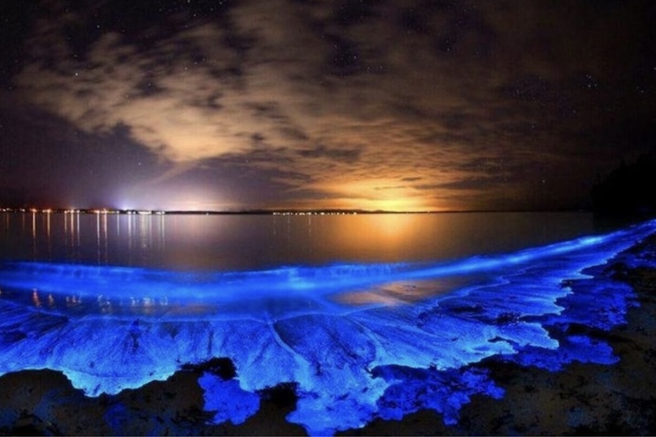 <p>Esse efeito é causado pela bioluminescência de microrganismos chamados fitoplânctons, que emitem luz quando são perturbados por ondas, passos na areia ou movimentos na água.</p>

