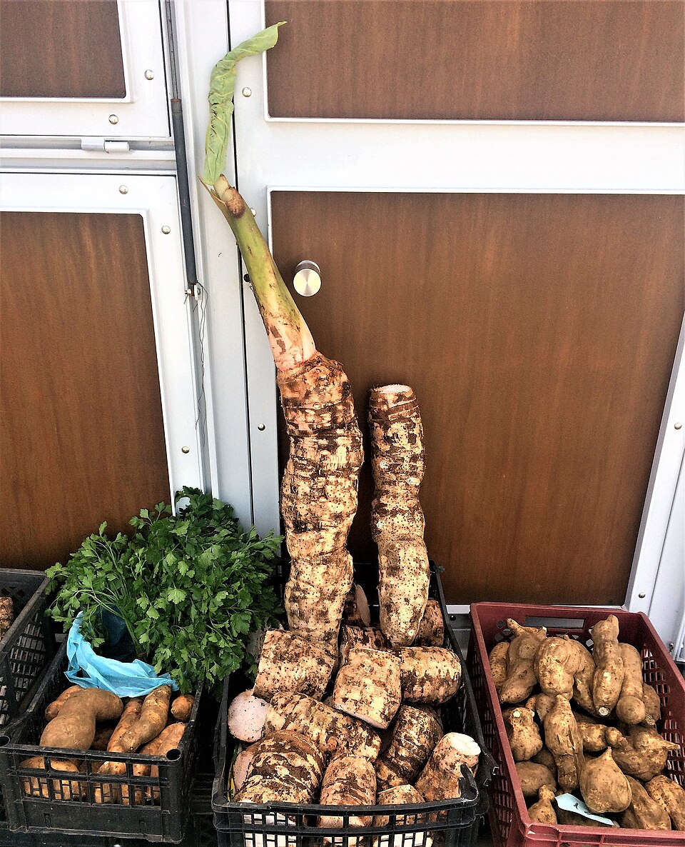 Já os tubérculos têm outra origem dentro da planta. Eles funcionam como uma espécie de reserva de energia subterrânea. Formam-se a partir de caules modificados que crescem sob a terra. Com o tempo, acumulam amido e nutrientes para a planta.