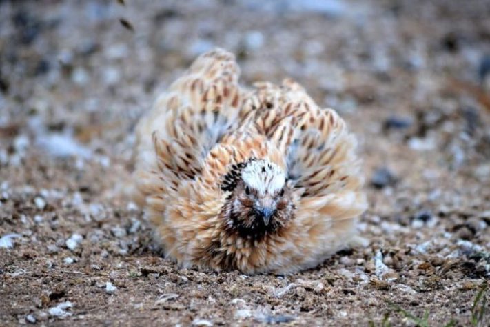 Codorna-japonesa (Coturnix japonica) - Wikimedia Commons/Carlosvega.me