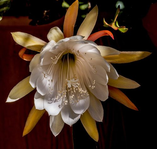 Planta/flor rainha-da-noite (Epiphyllum oxypetalum) - Wikimedia Commons/Fischer.H