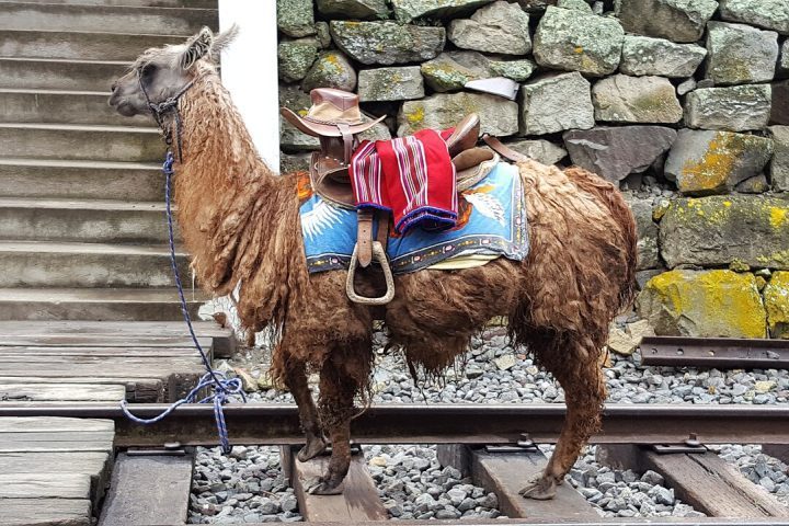 Durante séculos, caravanas de lhamas foram fundamentais para o transporte de mercadorias entre aldeias e regiões montanhosas onde não havia estradas.